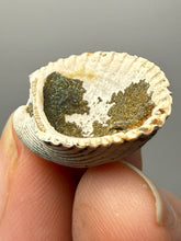 Load image into Gallery viewer, Bivalve (Pelecypoda) Fossil Sea Shell with Chalcopyrite | Mineralized Fossil Specimen | Indonesia
