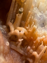 Load image into Gallery viewer, “Goblin Chalcedony” Pink &amp; Orange Druzy Botryoidal Stalactites— Tichka Massif, High Atlas, Morocco
