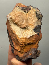 Load image into Gallery viewer, Chalcedony Quartz Rose Agate Collector Mineral Specimen – Morocco
