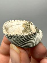 Load image into Gallery viewer, Bivalve (Pelecypoda) Fossil Sea Shell with Chalcopyrite | Mineralized Fossil Specimen | Indonesia
