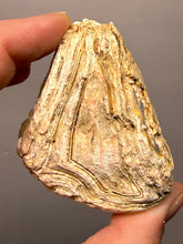 Load image into Gallery viewer, Premium Sumatra Agate (Banded Chalcedony) Display Specimen | Indonesia
