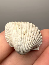 Load image into Gallery viewer, Bivalve (Pelecypoda) Fossil Sea Shell with Chalcopyrite | Mineralized Fossil Specimen | Indonesia
