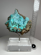 Load image into Gallery viewer, Chrysocolla Druzy Botryoidal Stalactites Pseudomorph after Malachite on Matrix from Congo • Fine Mineral Collector’s Showpiece
