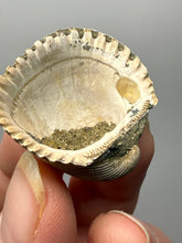 Load image into Gallery viewer, Bivalve (Pelecypoda) Fossil Sea Shell with Chalcopyrite | Mineralized Fossil Specimen | Indonesia
