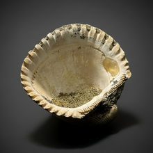 Load image into Gallery viewer, Bivalve (Pelecypoda) Fossil Sea Shell with Chalcopyrite | Mineralized Fossil Specimen | Indonesia
