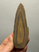 Load image into Gallery viewer, Stromatolite Fossil Slice | Ancient Microbial Reef Structure | Morocco
