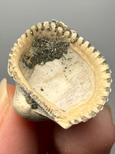 Load image into Gallery viewer, Bivalve (Pelecypoda) Fossil Sea Shell with Chalcopyrite | Mineralized Fossil Specimen | Indonesia
