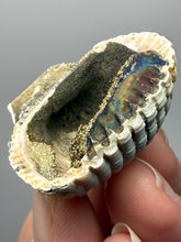 Load image into Gallery viewer, Bivalve (Pelecypoda) Fossil Sea Shell with Chalcopyrite | Mineralized Fossil Specimen | Indonesia
