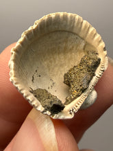 Load image into Gallery viewer, Bivalve (Pelecypoda) Fossil Sea Shell with Chalcopyrite | Mineralized Fossil Specimen | Indonesia
