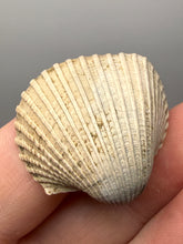 Load image into Gallery viewer, Bivalve (Pelecypoda) Fossil Sea Shell with Chalcopyrite | Mineralized Fossil Specimen | Indonesia
