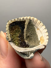 Load image into Gallery viewer, Bivalve (Pelecypoda) Fossil Sea Shell with Chalcopyrite | Mineralized Fossil Specimen | Indonesia
