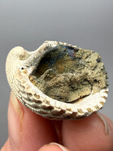 Load image into Gallery viewer, Bivalve (Pelecypoda) Fossil Sea Shell with Chalcopyrite | Mineralized Fossil Specimen | Indonesia
