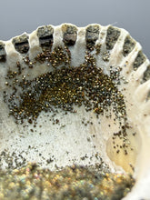 Load image into Gallery viewer, Bivalve (Pelecypoda) Fossil Sea Shell with Chalcopyrite | Mineralized Fossil Specimen | Indonesia
