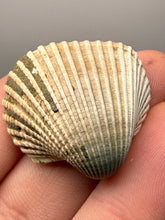 Load image into Gallery viewer, Bivalve (Pelecypoda) Fossil Sea Shell with Chalcopyrite | Mineralized Fossil Specimen | Indonesia
