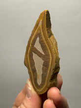 Load image into Gallery viewer, Stromatolite Fossil Slice | Ancient Microbial Reef Structure | Morocco
