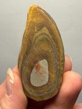 Load image into Gallery viewer, Stromatolite Fossil Slice | Ancient Microbial Reef Structure | Morocco
