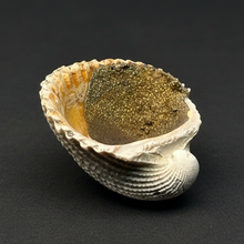 Load image into Gallery viewer, Bivalve (Pelecypoda) Fossil Sea Shell with Chalcopyrite | Mineralized Fossil Specimen | Indonesia
