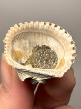 Load image into Gallery viewer, Bivalve (Pelecypoda) Fossil Sea Shell with Chalcopyrite | Mineralized Fossil Specimen | Indonesia
