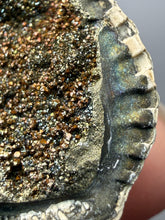 Load image into Gallery viewer, Bivalve (Pelecypoda) Fossil Sea Shell with Chalcopyrite | Mineralized Fossil Specimen | Indonesia
