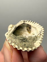 Load image into Gallery viewer, Bivalve (Pelecypoda) Fossil Sea Shell with Chalcopyrite | Mineralized Fossil Specimen | Indonesia
