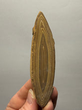 Load image into Gallery viewer, Stromatolite Fossil Slice | Ancient Microbial Reef Structure | Morocco
