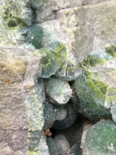 Load image into Gallery viewer, High-Grade Blue Green Wavellite Collectors Specimen - Radiating Botryoidal Crystal Formation - Arkansas, USA
