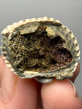 Load image into Gallery viewer, Bivalve (Pelecypoda) Fossil Sea Shell with Chalcopyrite | Mineralized Fossil Specimen | Indonesia
