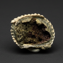 Load image into Gallery viewer, Bivalve (Pelecypoda) Fossil Sea Shell with Chalcopyrite | Mineralized Fossil Specimen | Indonesia
