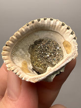 Load image into Gallery viewer, Bivalve (Pelecypoda) Fossil Sea Shell with Chalcopyrite | Mineralized Fossil Specimen | Indonesia
