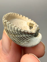 Load image into Gallery viewer, Bivalve (Pelecypoda) Fossil Sea Shell with Chalcopyrite | Mineralized Fossil Specimen | Indonesia
