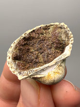 Load image into Gallery viewer, Bivalve (Pelecypoda) Fossil Sea Shell with Chalcopyrite | Mineralized Fossil Specimen | Indonesia
