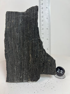 Black Druzy Petrified Wood from Indonesia