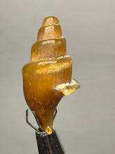 Load image into Gallery viewer, Agatized Gastropod Fossil Specimen | Morocco
