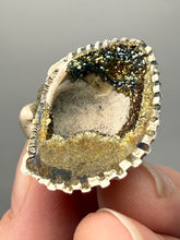 Load image into Gallery viewer, Bivalve (Pelecypoda) Fossil Sea Shell with Chalcopyrite | Mineralized Fossil Specimen | Indonesia
