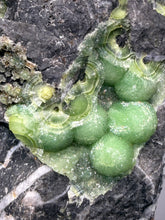 Load image into Gallery viewer, High-Grade Green Wavellite Collectors Specimen - Radiating Botryoidal Crystal Formation - Arkansas, USA
