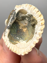 Load image into Gallery viewer, Bivalve (Pelecypoda) Fossil Sea Shell with Chalcopyrite | Mineralized Fossil Specimen | Indonesia
