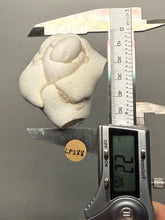 Load image into Gallery viewer, Chichaoua Menalite “Fairy Stone” Concretion | Natural Collector Display Specimen | Morocco
