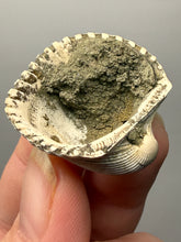 Load image into Gallery viewer, Bivalve (Pelecypoda) Fossil Sea Shell with Chalcopyrite | Mineralized Fossil Specimen | Indonesia
