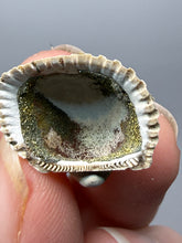 Load image into Gallery viewer, Bivalve (Pelecypoda) Fossil Sea Shell with Chalcopyrite | Mineralized Fossil Specimen | Indonesia
