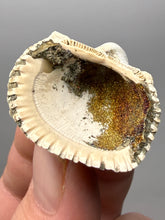 Load image into Gallery viewer, Bivalve (Pelecypoda) Fossil Sea Shell with Chalcopyrite | Mineralized Fossil Specimen | Indonesia
