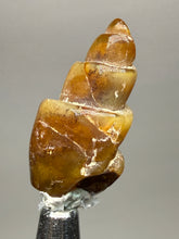 Load image into Gallery viewer, Agatized Gastropod Fossil Specimen | Morocco
