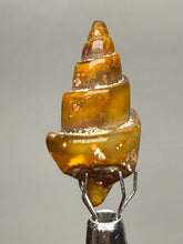 Load image into Gallery viewer, Agatized Gastropod Fossil Specimen | Morocco
