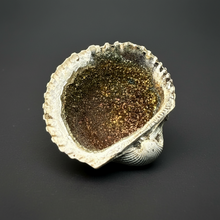 Load image into Gallery viewer, Bivalve (Pelecypoda) Fossil Sea Shell with Chalcopyrite | Mineralized Fossil Specimen | Indonesia
