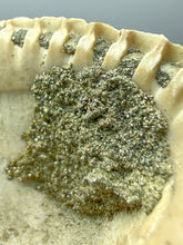 Load image into Gallery viewer, Bivalve (Pelecypoda) Fossil Sea Shell with Chalcopyrite | Mineralized Fossil Specimen | Indonesia
