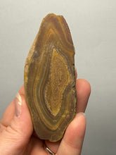 Load image into Gallery viewer, Stromatolite Fossil Slice | Ancient Microbial Reef Structure | Morocco
