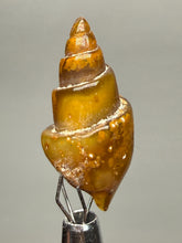 Load image into Gallery viewer, Agatized Gastropod Fossil Specimen | Morocco
