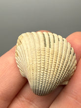 Load image into Gallery viewer, Bivalve (Pelecypoda) Fossil Sea Shell with Chalcopyrite | Mineralized Fossil Specimen | Indonesia
