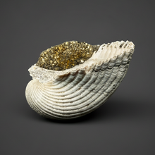 Load image into Gallery viewer, Bivalve (Pelecypoda) Fossil Sea Shell with Chalcopyrite | Mineralized Fossil Specimen | Indonesia
