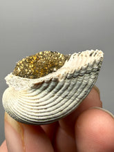 Load image into Gallery viewer, Bivalve (Pelecypoda) Fossil Sea Shell with Chalcopyrite | Mineralized Fossil Specimen | Indonesia
