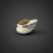 Load image into Gallery viewer, Bivalve (Pelecypoda) Fossil Sea Shell with Chalcopyrite | Mineralized Fossil Specimen | Indonesia
